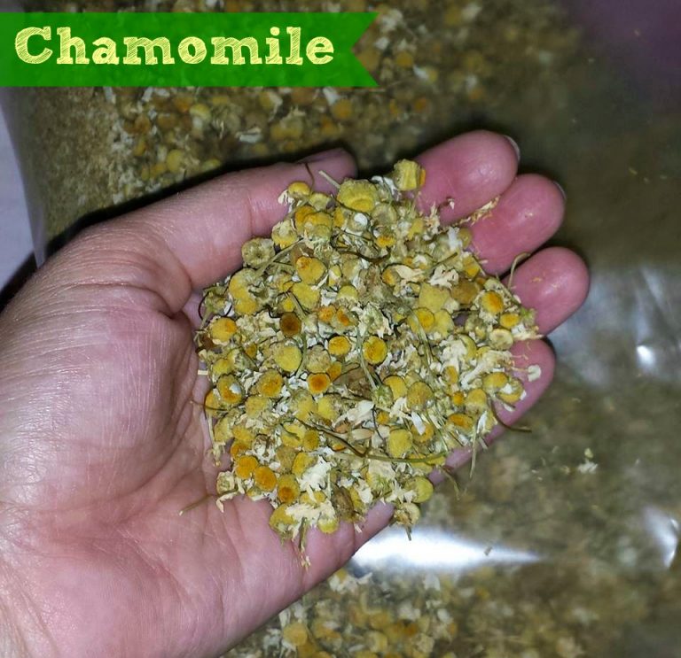 What Herbs Can Rabbits Eat? Countryside